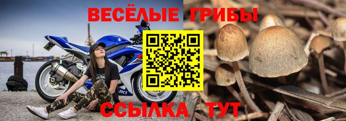 Псилоцибиновые грибы прущие грибы Боровичи